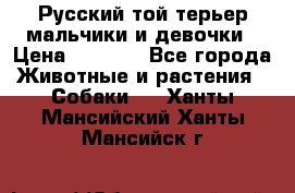 Русский той-терьер мальчики и девочки › Цена ­ 8 000 - Все города Животные и растения » Собаки   . Ханты-Мансийский,Ханты-Мансийск г.